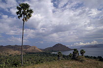 Lontar Palm (Borassus flabellifer) trees in savannah and monsoon forest, Komodo National Park, Komodo Island, Indonesia