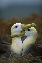 Waved Albatross (Phoebastria irrorata) pair bonding, Punta Cevallos, Espanola Island, Galapagos Islands, Ecuador