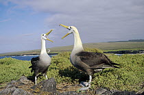 Waved Albatross (Phoebastria irrorata) pair communicating, Punta Cevallos, Espanola Island, Galapagos Islands, Ecuador