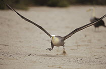 Waved Albatross (Phoebastria irrorata) using beach as runway for takeoff, Punta Cevallos, Espanola Island, Galapagos Islands, Ecuador