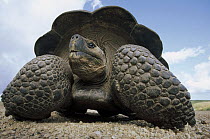 Galapagos Giant Tortoise (Chelonoidis nigra) large male on caldera rim, Alcedo Volcano, Isabella Island, Galapagos Islands, Ecuador