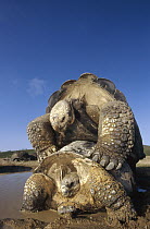 Galapagos Giant Tortoise (Chelonoidis nigra) mating during rainy season, Alcedo Volcano, Isabella Island, Galapagos Islands, Ecuador