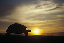 Galapagos Giant Tortoise (Chelonoidis nigra) large male at sunrise, caldera rim, Alcedo Volcano, Isabella Island, Galapagos Islands, Ecuador