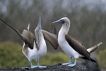 Blue-footed Booby (Sula nebouxii) pair performing courtship dance, Seymour Island, Galapagos Islands, Ecuador