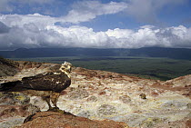 Galapagos Hawk (Buteo galapagoensis) overlooking sulphur fumaroles on caldera rim, Alcedo Volcano, Isabella Island, Galapagos Islands, Ecuador