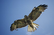 Galapagos Hawk (Buteo galapagoensis) hunting, Alcedo Volcano, Isabella Island, Galapagos Islands, Ecuador
