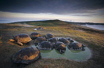 Galapagos Giant Tortoise (Chelonoidis nigra) large males vie for space in coveted rainy season wallows, caldera rim, Alcedo Volcano, Isabella Island, Galapagos Islands, Ecuador