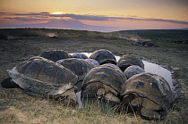 Galapagos Giant Tortoise (Chelonoidis nigra) large males vie for space in coveted rainy season wallows, caldera rim, Alcedo Volcano, Isabella Island, Galapagos Islands, Ecuador