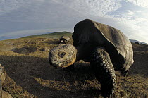 Galapagos Giant Tortoise (Chelonoidis nigra) large males on caldera rim, caldera rim, Alcedo Volcano, Isabella Island, Galapagos Islands, Ecuador