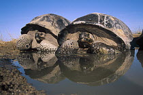 Galapagos Giant Tortoise (Chelonoidis nigra) wallowing in temporary rainy season pool, caldera rim, Alcedo Volcano, Isabella Island, Galapagos Islands, Ecuador