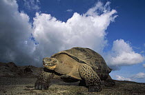 Galapagos Giant Tortoise (Chelonoidis nigra) large male on caldera rim, caldera rim, Alcedo Volcano, Isabella Island, Galapagos Islands, Ecuador
