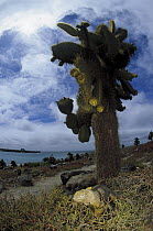 Galapagos Land Iguana (Conolophus subcristatus) under Opuntia cactus, Plazas Island, Galapagos Islands, Ecuador
