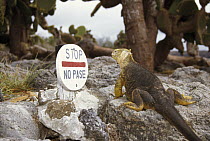 Galapagos Land Iguana (Conolophus subcristatus) by tourist stop sign, Plazas Island, Galapagos Islands, Ecuador