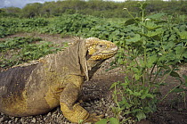 Galapagos Land Iguana (Conolophus subcristatus) large colorful male in rainy season greenery, Urvina Bay, Isabella Island, Galapagos Islands, Ecuador