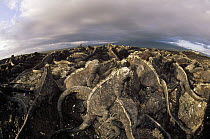 Marine Iguana (Amblyrhynchus cristatus) dense colony basking on lava, Punta Espinosa, Fernandina Island, Galapagos Islands, Ecuador