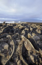 Marine Iguana (Amblyrhynchus cristatus) dense colony basking on lava, Punta Espinosa, Fernandina Island, Galapagos Islands, Ecuador