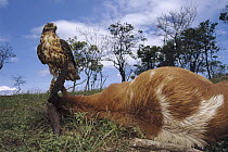 Galapagos Hawk (Buteo galapagoensis) scavenging on dead goat, Alcedo Volcano, Isabella Island, Galapagos Islands, Ecuador