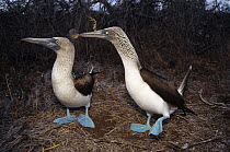 Blue-footed Booby (Sula nebouxii) pair performing courtship dance, Seymour Island, Galapagos Islands, Ecuador