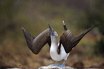 Blue-footed Booby (Sula nebouxii) sky pointing in performing courtship dance, Seymour Island, Galapagos Islands, Ecuador