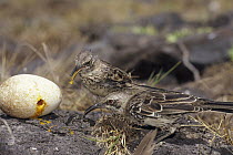 Hood Mockingbird (Nesomimus macdonaldi) feeding on abandoned Albatross egg, Punta Cevallos, Espanola Island, Galapagos Islands, Ecuador