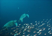 Green Sea Turtle (Chelonia mydas) pair underwater, swimming with school of Creole fish, Wenman Island, Galapagos Islands, Ecuador