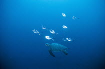 Green Sea Turtle (Chelonia mydas) with Steel Pompanos (Trachinotus stilbe) rubbing on its shell, Culpepper Island, Galapagos Islands, Ecuador