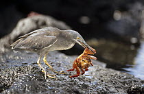 Lava Heron (Butorides sundevalli) preying on Sally-Lightfoot Crab, Punta Espinosa, Fernandina Island, Galapagos Islands, Ecuador
