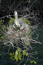 Great Blue Heron (Ardea herodias) nesting in mangroves, Academy Bay, Santa Cruz Island, Galapagos Islands, Ecuador