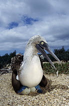 Blue-footed Booby (Sula nebouxii) male incubating eggs with webbed feet, Seymour Island, Galapagos Islands, Ecuador