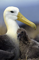 Waved Albatross (Phoebastria irrorata) guarding young chick, Punta Cevallos, Espanola Island, Galapagos Islands, Ecuador
