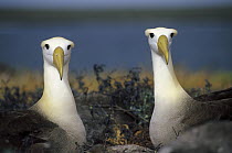 Waved Albatross (Phoebastria irrorata) pair, Punta Cevallos, Espanola Island, Galapagos Islands, Ecuador
