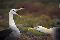 Waved Albatross (Phoebastria irrorata) courtship display sequence, Punta Cevallos, Espanola Island, Galapagos Islands, Ecuador