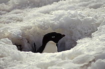 Adelie Penguin (Pygoscelis adeliae) incubating adult snowed in on nest, Petermann Island, Antarctica