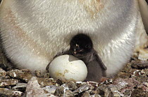 Adelie Penguin (Pygoscelis adeliae) newly hatched chick, second egg pipping, Peterson Island, Wilkes Land, East Antarctica