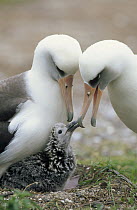 Laysan Albatross (Phoebastria immutabilis) parents exchanging chick guarding duties, Midway Atoll, Hawaii