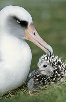 Laysan Albatross (Phoebastria immutabilis) parent guarding young chick, Midway Atoll, Hawaii