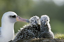Laysan Albatross (Phoebastria immutabilis) chick invading from neighboring nest, Midway Atoll, Hawaii