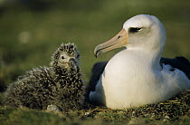 Laysan Albatross (Phoebastria immutabilis) parents guarding young chick, Midway Atoll, Hawaii