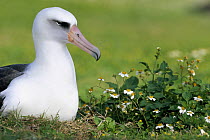 Laysan Albatross (Phoebastria immutabilis) adult nesting among introduced weeds, Midway Atoll, Hawaii