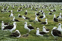 Laysan Albatross (Phoebastria immutabilis) nesting colony, Midway Atoll, Hawaii