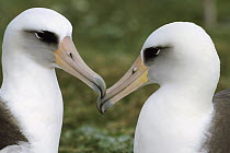 Laysan Albatross (Phoebastria immutabilis) pair bonding, Midway Atoll, Hawaii