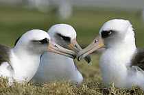 Laysan Albatross (Phoebastria immutabilis) gamming group, Midway Atoll, Hawaii