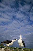 Laysan Albatross (Phoebastria immutabilis) courtship dance, Midway Atoll, Hawaiian Leeward Islands, Hawaii