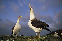 Laysan Albatross (Phoebastria immutabilis) courtship dance sequence, Midway Atoll, Hawaiian Leeward Islands, Hawaii