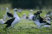 Laysan Albatross (Phoebastria immutabilis) courtship dance sequence, Midway Atoll, Hawaiian Leeward Islands, Hawaii