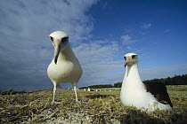Laysan Albatross (Phoebastria immutabilis) non-breeding adult pair at colony periphery, Midway Atoll, Hawaii