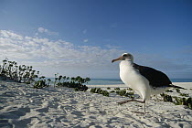Laysan Albatross (Phoebastria immutabilis) non-breeding adult at colony periphery, Midway Atoll, Hawaii