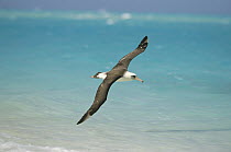Laysan Albatross (Phoebastria immutabilis) navigating across ocean from North Pacific feeding grounds to breeding colony, Midway Atoll, Hawaii