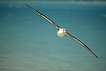 Laysan Albatross (Phoebastria immutabilis) navigating across ocean from North Pacific feeding grounds to breeding colony, Midway Atoll, Hawaii