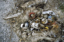 Laysan Albatross (Phoebastria immutabilis) mortality from plastic debris ingested at sea, Midway Atoll, Hawaii